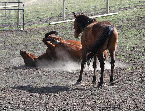 Horsin’ Around