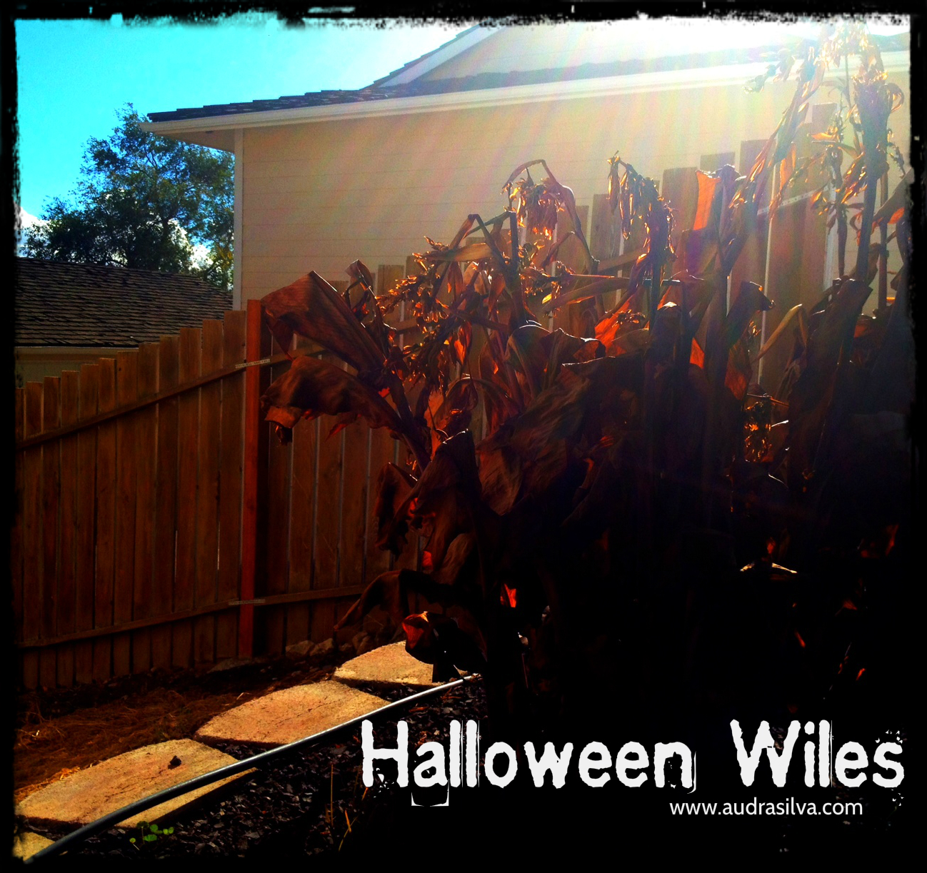 Halloween Wiles